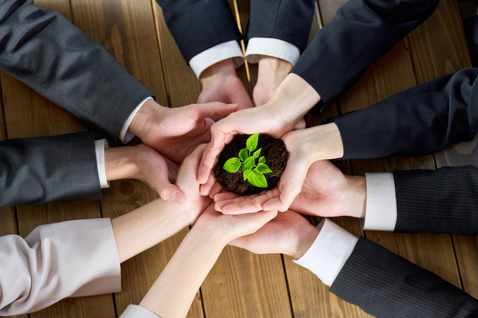 Hands gathered around a young plant growing from soil.